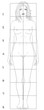 Female basic proportions