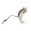 Gerboise