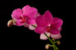 purple orchid phaleanopsis on dark