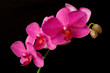 purple orchid phaleanopsis on dark