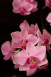 pink orchid phaleanopsis on dark