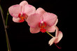 pink orchid phaleanopsis on dark