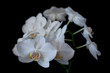 white orchid phaleanopsis on dark