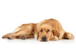 Golden Retriever puppy lying on the floor Golden Retriever puppy lying on the floor