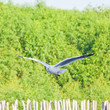 seagull flying