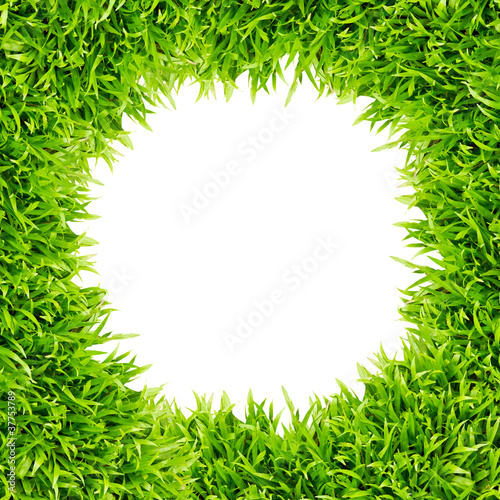 Photo: green grass frame isolated on white background green grass frame isolated on white background