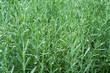 Photo: Herbs garden Herbs garden