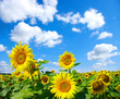 A fényképek részletei sunflowers