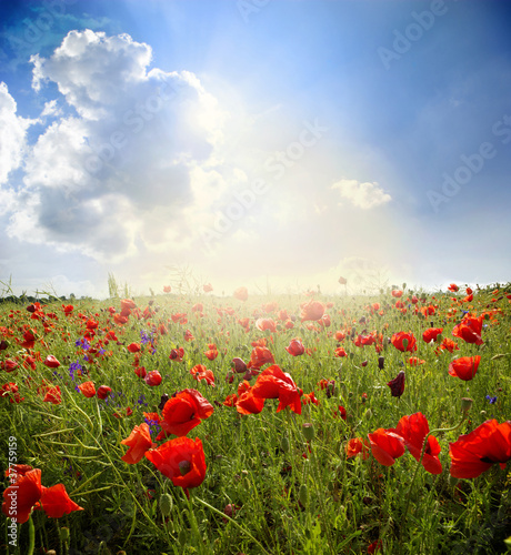 Foto: Landscape Landscape