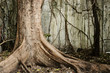 Big old tree