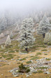Mountain trees in the autumn