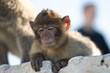 Macaco of Gibraltar