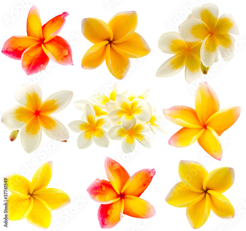 Photo: fleurs de frangipanier fleurs de frangipanier