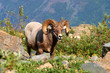 Photo: Bighorn sheep (Ovis canadensis) - Montana Bighorn sheep (Ovis canadensis) - Montana