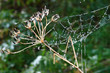 frozen cobweb