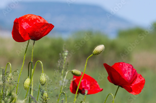 Photo: Poppies Poppies