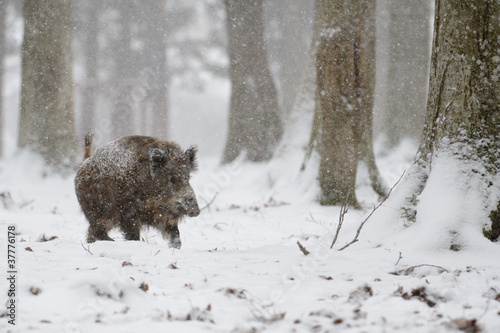 Photo: Wildschwein, Wild boar, Sus scrofa Wildschwein, Wild boar, Sus scrofa