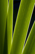 Modern leaf plant Modern leaf plant