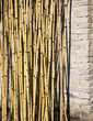 Bamboo Plant