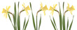 daffodil
