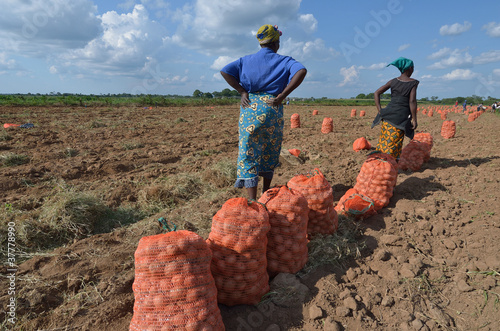 Photo: contadine africane contadine africane