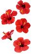 Illustration: flowers isolated on white. Colorful illustration. flowers isolated on white. Colorful illustration.
