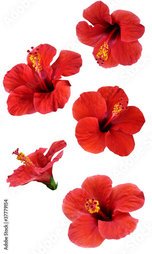 Illustration: flowers isolated on white. Colorful illustration. flowers isolated on white. Colorful illustration.