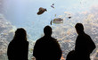 Aquarium spectators