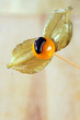 physalis mit flüssiger schokolade