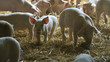 Porkers in the pigsty