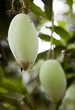Foto: Mangoplantage Mangoplantage