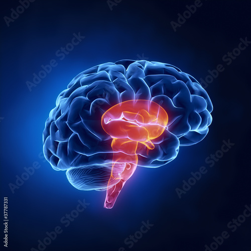 Illustration: Stem part - Human brain in x-ray view Stem part - Human brain in x-ray view