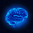 Human brain in x-ray view