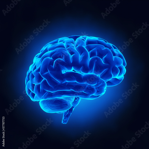 Illustration: Human brain in x-ray view Human brain in x-ray view