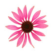 Foto: Echinacea purpurea flower head isolated on white background Echinacea purpurea flower head isolated on white background