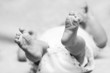 Foto: Cute baby feet Cute baby feet