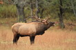 Bull Elk