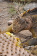 Galapagos Iguana Eating