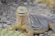 Smiling Iguana