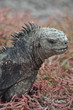 Iguana Galapagos