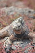 Iguana Waiting
