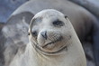 Sealion