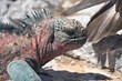 Iguana ready to pounce