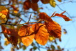 feuilles d'automne