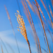 Herbes au vent