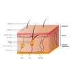 schematic of humas skin vector graphic