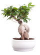 Foto: Ficus Ginseng Bonsai Ficus Ginseng Bonsai