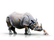 Nashorn und Junger Hund