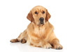 Golden Retriever dog lying on the floor Golden Retriever dog lying on the floor