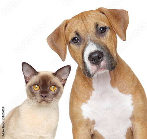 Foto: Cat and Dog portrait on a white background Cat and Dog portrait on a white background